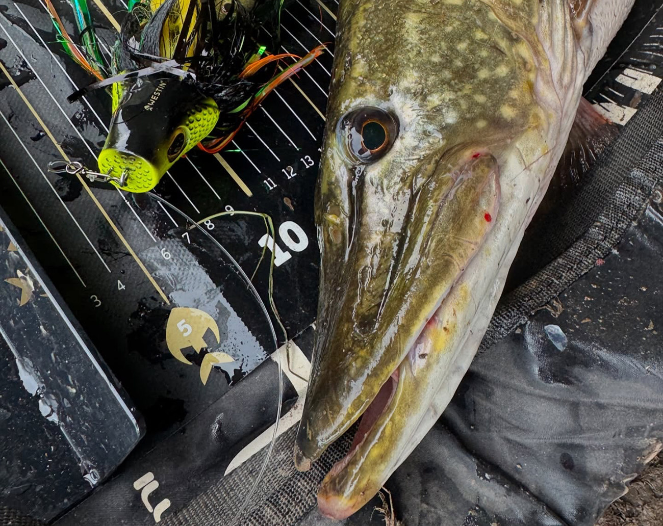 Westin Monsterfly Slow Sink 22cm